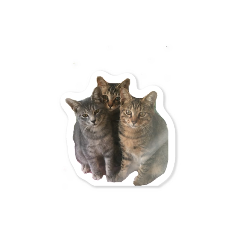 仲良し猫3兄弟シリーズ Sara H510c のステッカー通販 Suzuri スズリ 仲良し猫3兄弟シリーズ Sara H510c のステッカー通販 Suzuri スズリ