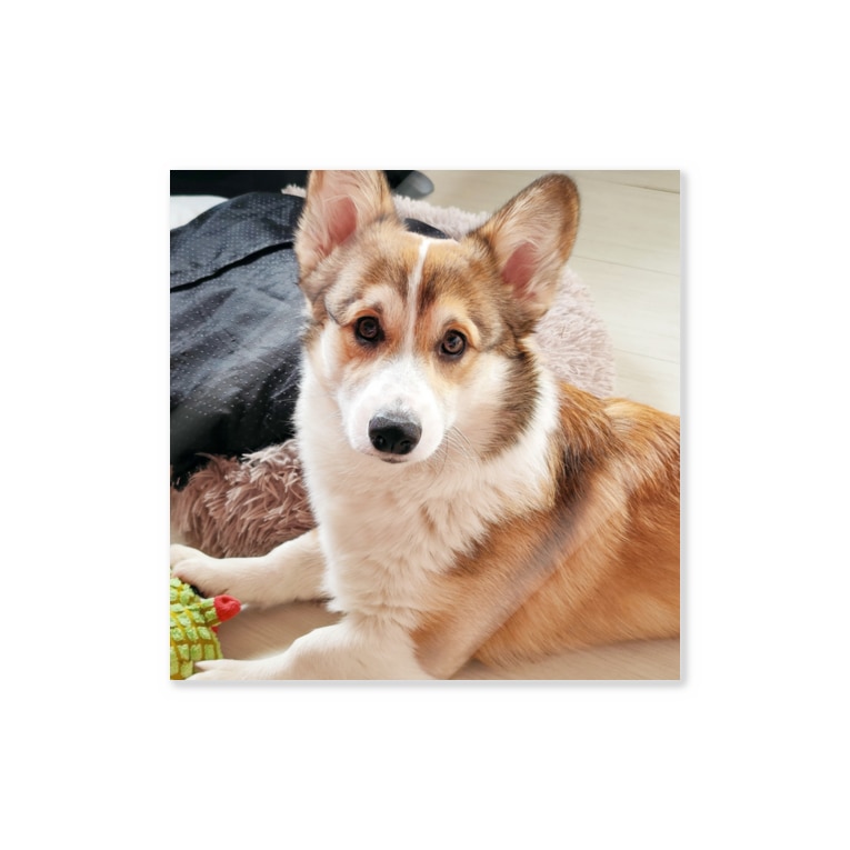 すましたコーギー犬ロック コーギーショップ Corgi Lock のステッカー通販 Suzuri スズリ