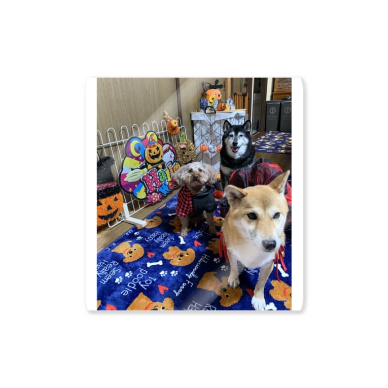 柴犬 プードル Sin Sakuichina12のステッカー通販 Suzuri スズリ 柴犬 プードル Sin Sakuichina12のステッカー通販 Suzuri スズリ