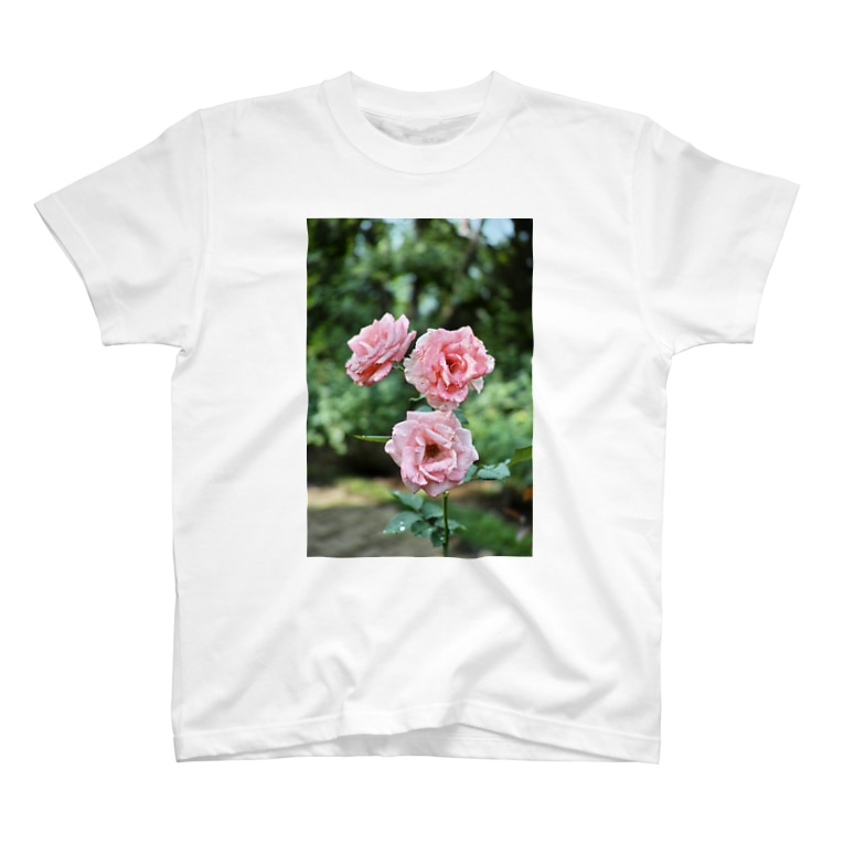 ちょい枯れた薔薇 T Shirts By ニコフォト Nicofumi Suzuri ちょい枯れた薔薇 T Shirts By ニコフォト Nicofumi Suzuri
