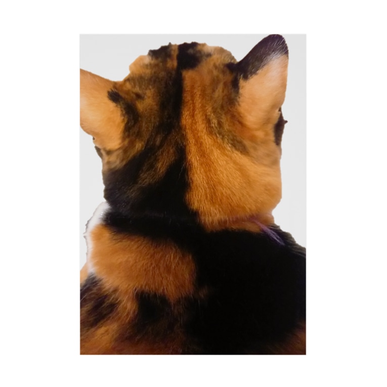 三毛猫後ろ姿 茶色三毛猫ルーム Ryu An の吸着ポスター通販 Suzuri スズリ 三毛猫後ろ姿 茶色三毛猫ルーム Ryu An の吸着ポスター通販 Suzuri スズリ