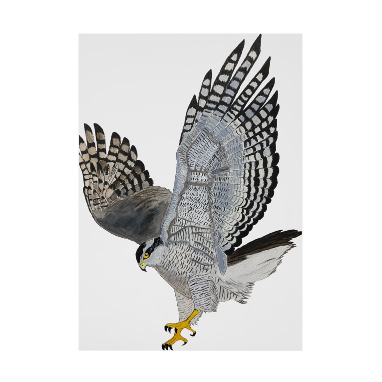 オオタカ D 美しき猛禽類 Coshi Mild Wild Koshi Clapton の吸着ポスター通販 Suzuri スズリ