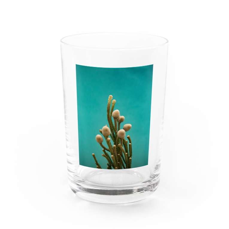 腐海に生えている植物 Illairheadのグラス通販 Suzuri スズリ 腐海に生えている植物 Illairheadのグラス通販 Suzuri スズリ